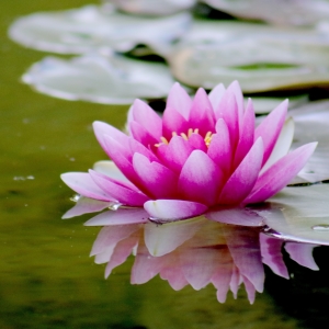 Water Plants