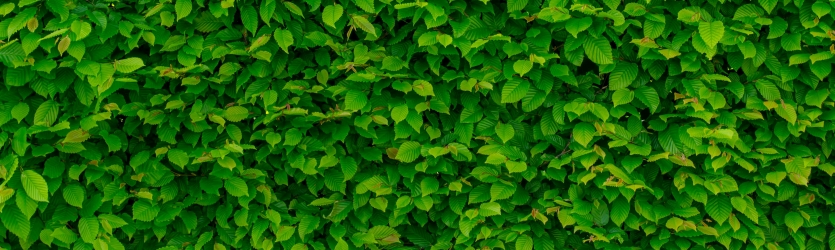 Plants