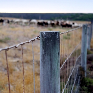 Field Fence