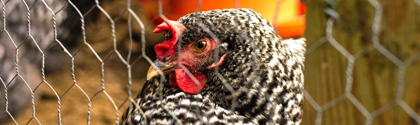 Poultry Netting