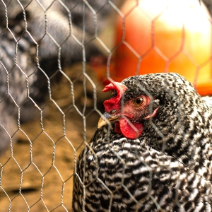 Poultry Netting