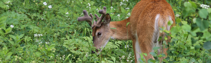 Deer Plots &amp; Feeding