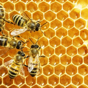 Bee Supplies