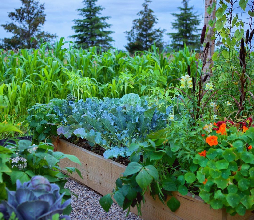 Raised Beds