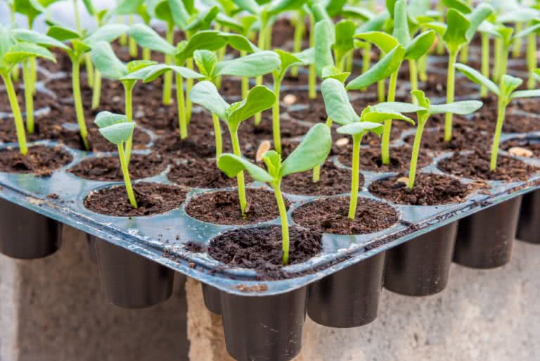Seed Starting Supplies