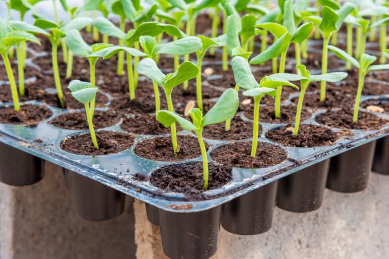 Seed Starting Supplies