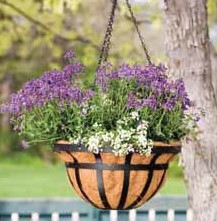 Hanging Baskets