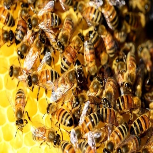 Live Honeybees