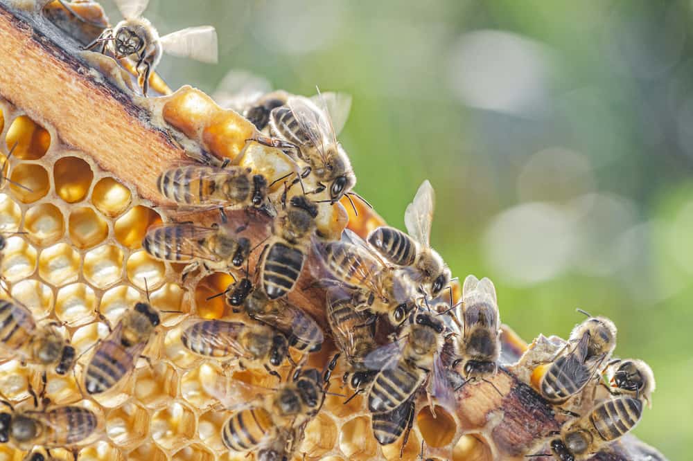 Live Honeybees