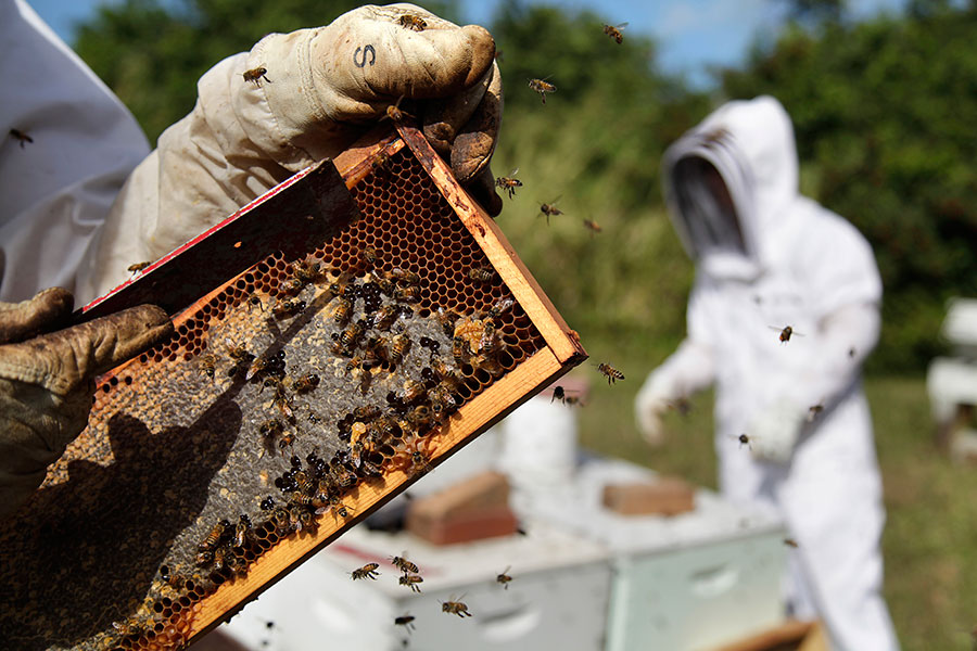 Beekeeping Books &amp; Classes