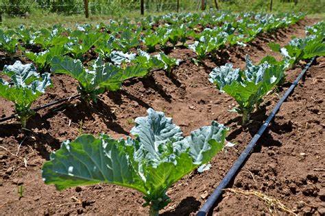 Drip Irrigation