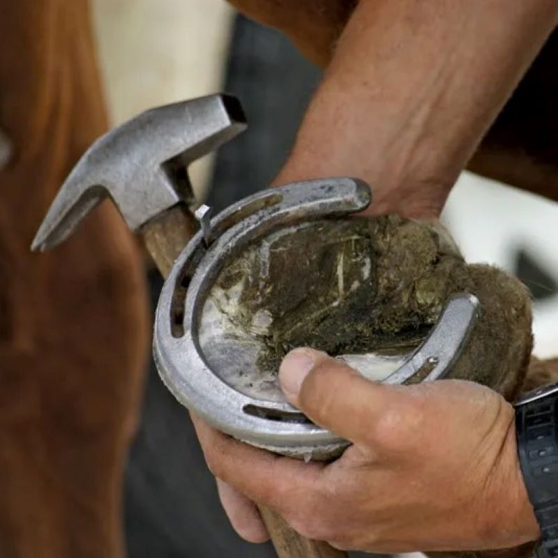 Horse Shoes &amp; Nails