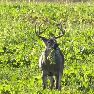 Deer &amp; Food Plot
