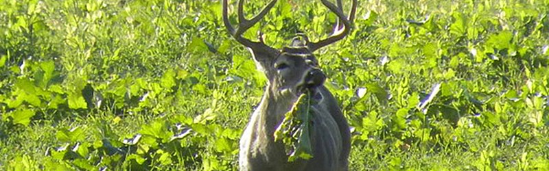 Deer &amp; Food Plot