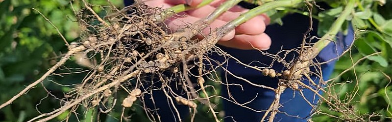 Inoculants