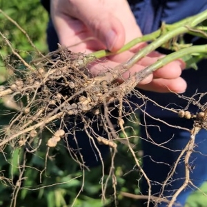 Inoculants
