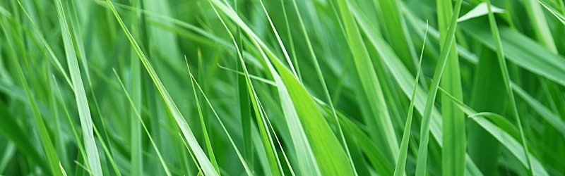 Field Grasses