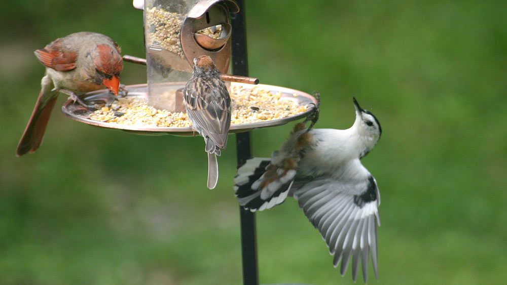 Bird Feeders