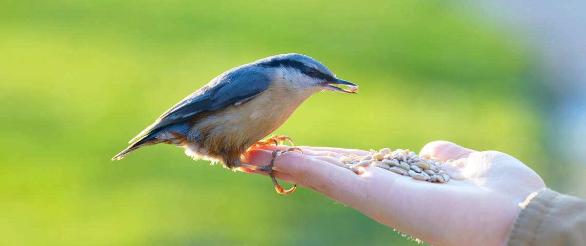 Bird Seed