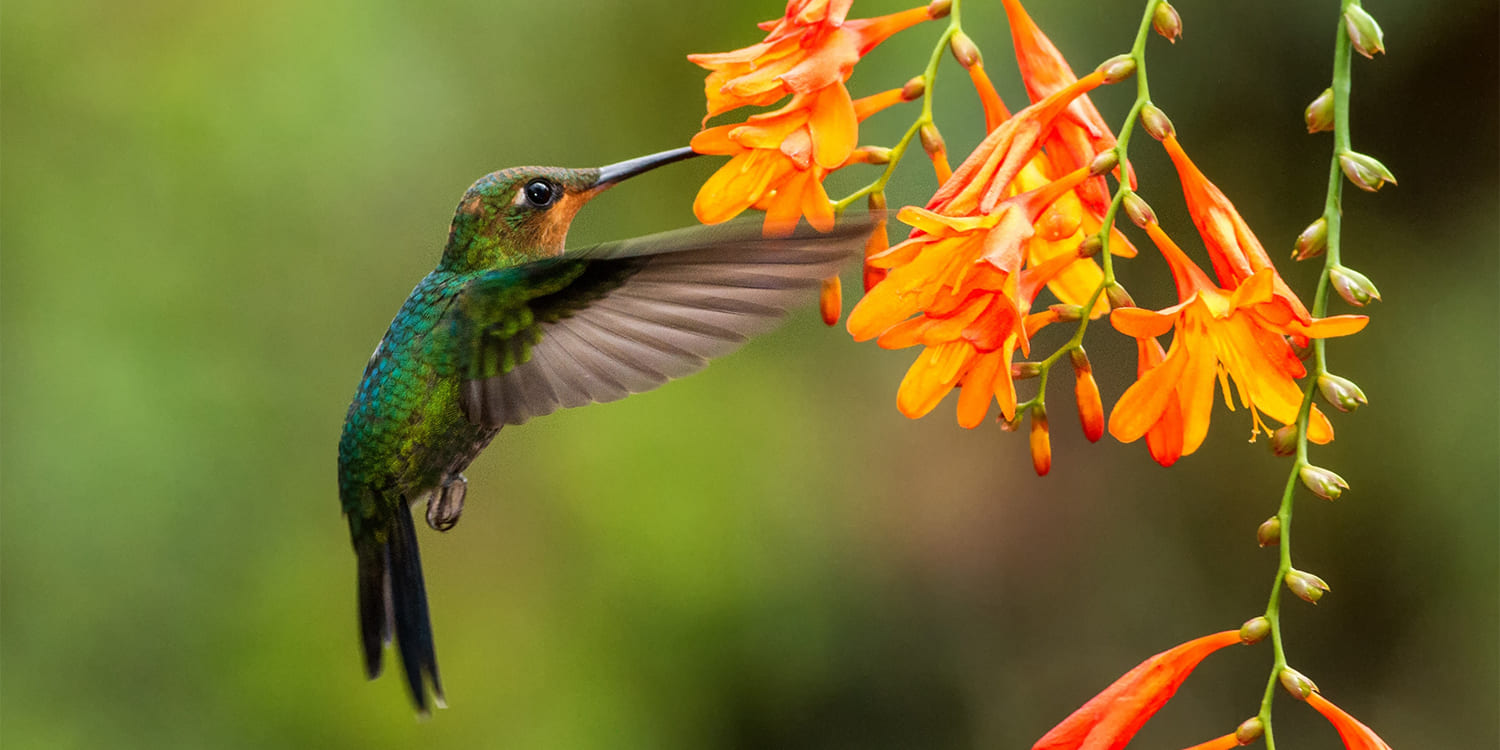 Hummingbird Supplies