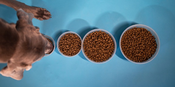 Dog Food