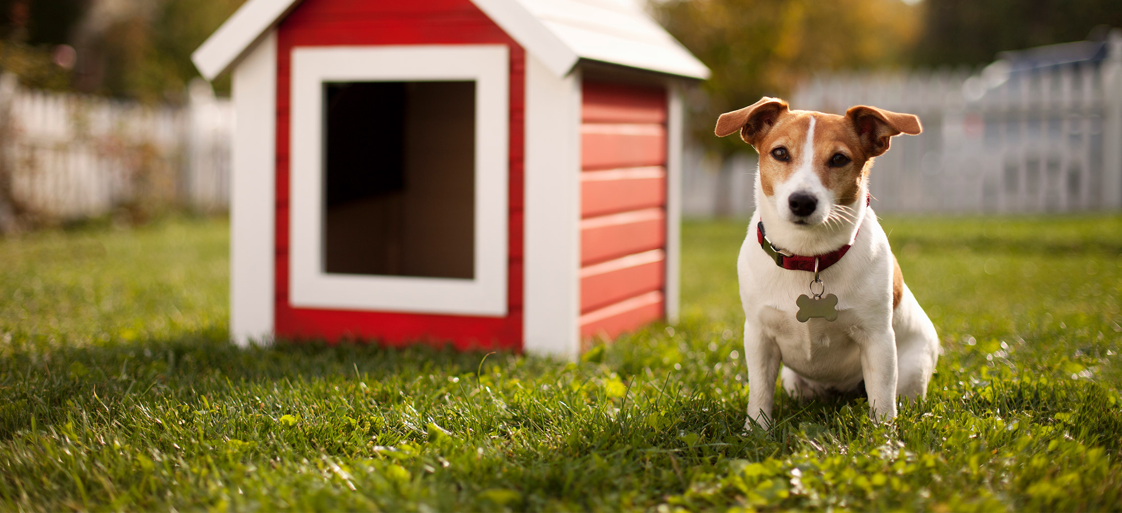 Dog Houses