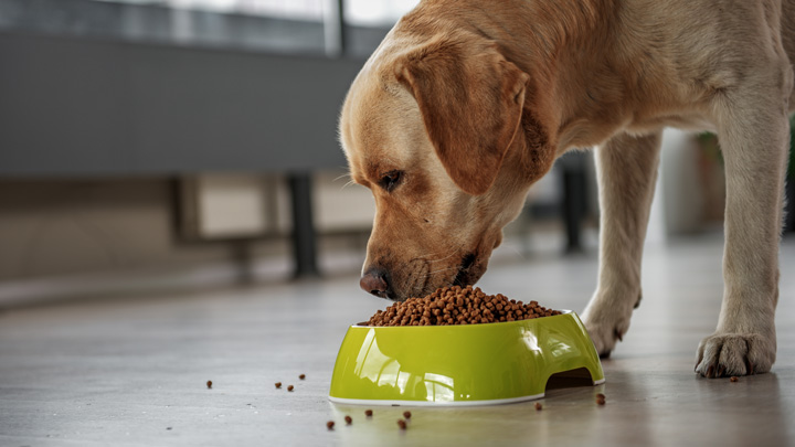 Dog Bowls