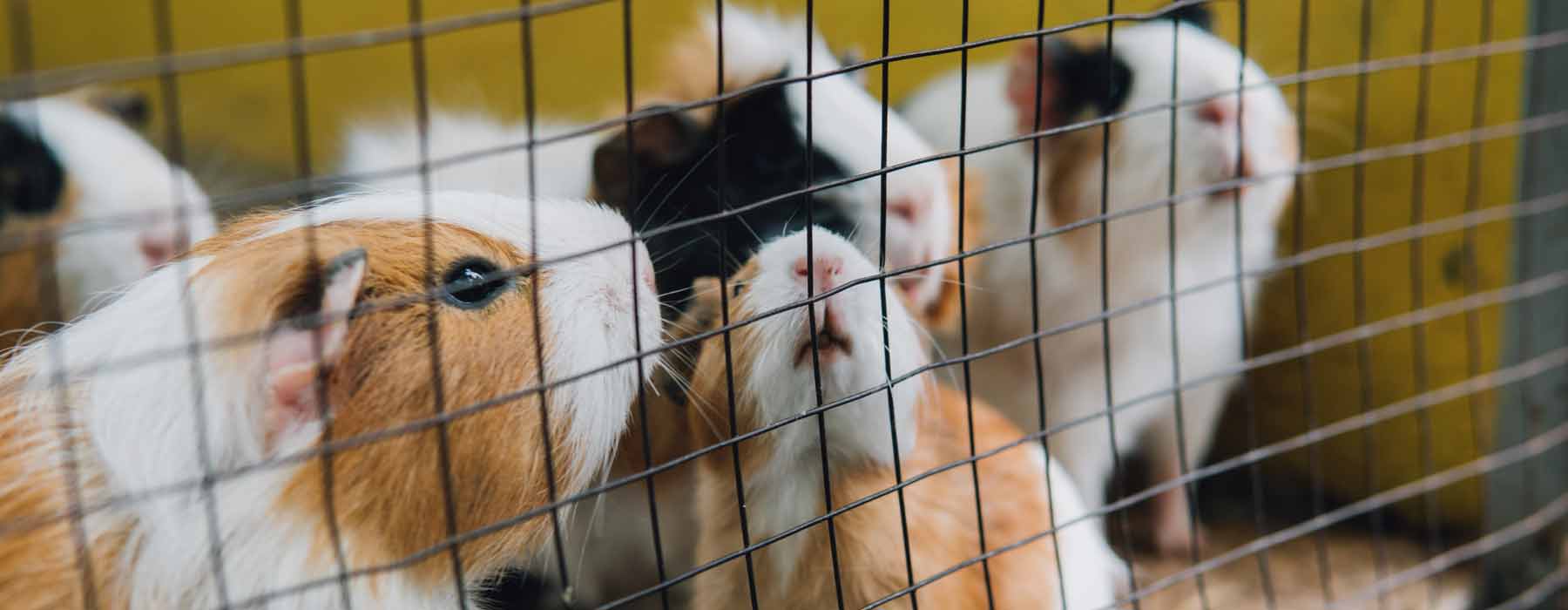 Hutch / Cages