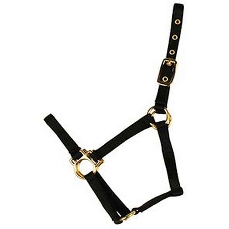 Econo Halter Colt Black 2-30Q