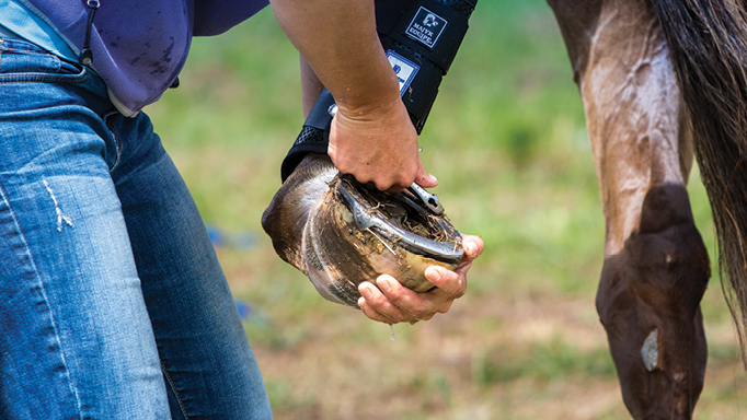 Farrier Tools