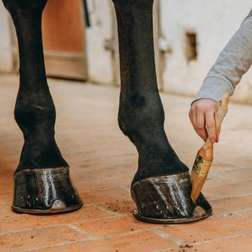 Hoof Care