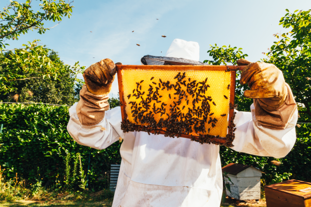 Bee Supplies