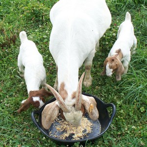 Livestock Feed