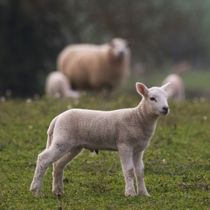 Sheep Feed &amp; Minerals