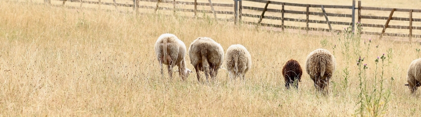 Sheep Feed &amp; Minerals