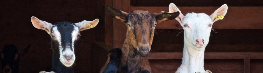 Goat Feed &amp; Minerals