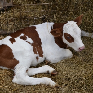 Livestock Bedding