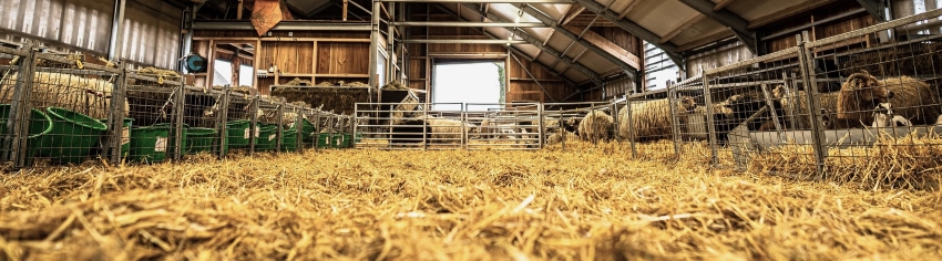 Livestock Bedding