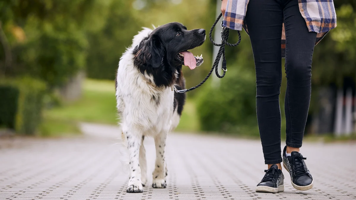 Dog Leash