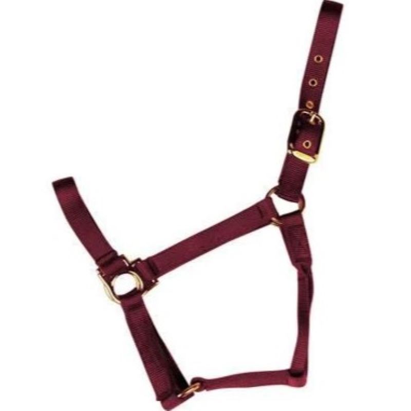 Econo Halter Colt Burgundy 2-30Q