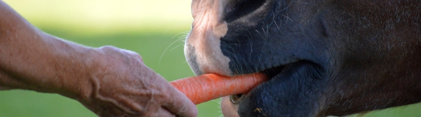 Horse Feed &amp; Treats