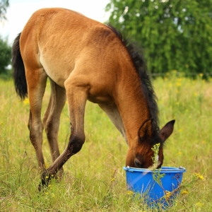 Horse Feed &amp; Treats