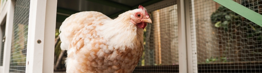 Chicken Coops