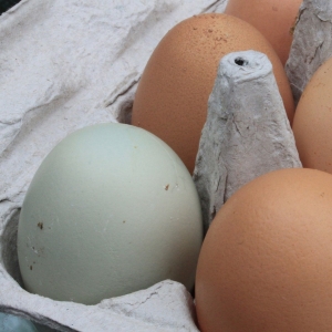 Hatching &amp; Egg Supplies