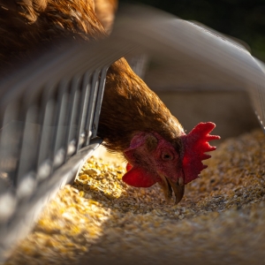 Chicken Feed &amp; Treats