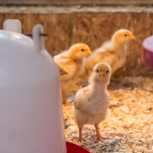 Chicken Feeders &amp; Waterers